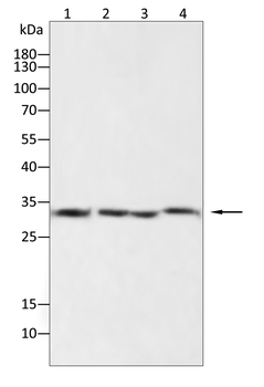 HAVCR2 Antibody