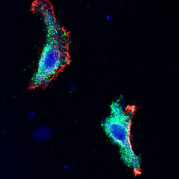 TNFRSF11B Antibody