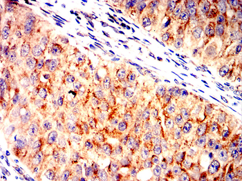 TNFRSF11B Antibody