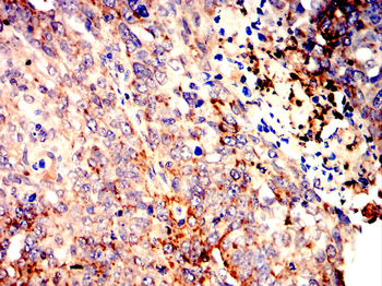 TNFRSF11B Antibody