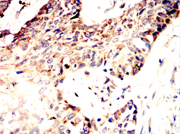 TNFRSF11B Antibody
