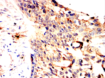 TNFRSF11B Antibody