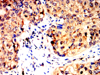 TNFRSF11B Antibody