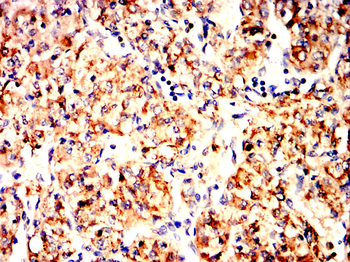 TNFRSF11B Antibody
