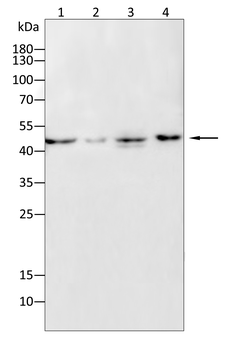 TNFRSF11B Antibody