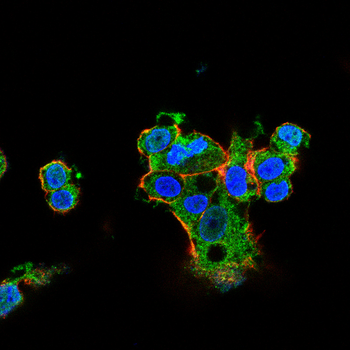 GAP43 Antibody