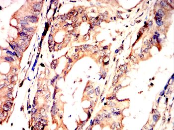 GAP43 Antibody