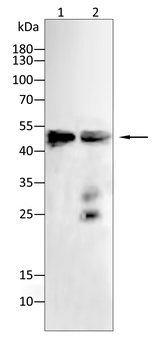 GAP43 Antibody