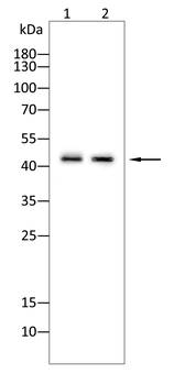 GAP43 Antibody