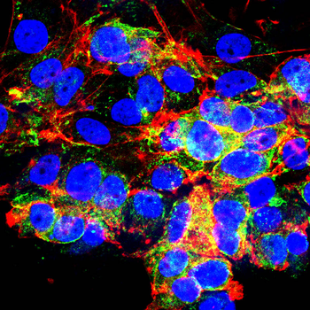 C3 Antibody