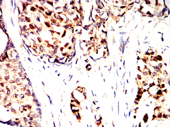 C3 Antibody
