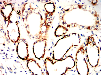 C3 Antibody