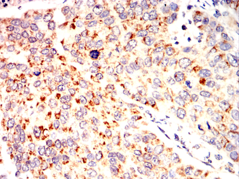 C3 Antibody