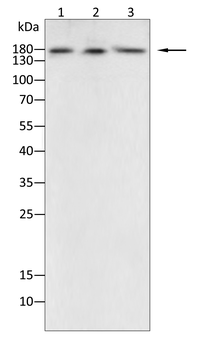 C3 Antibody