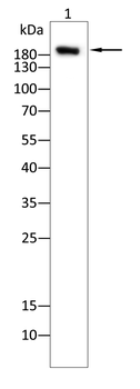 C3 Antibody