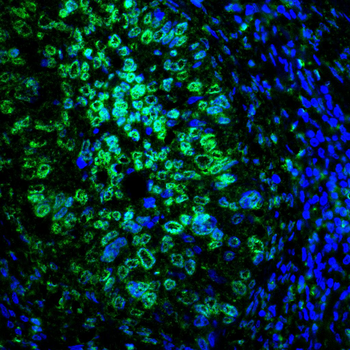 PCNA Antibody