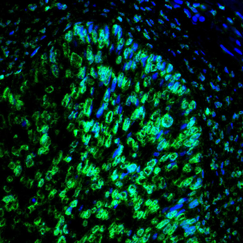 PCNA Antibody