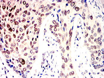 PCNA Antibody
