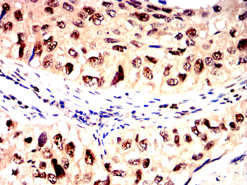 PCNA Antibody