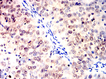 PCNA Antibody