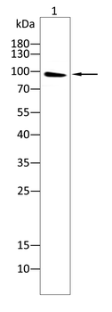 PMS2 Antibody