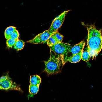 ERG Antibody