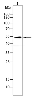 ERG Antibody