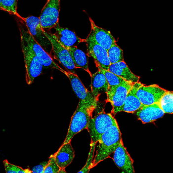 CCNB1 Antibody