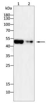 CCNB1 Antibody