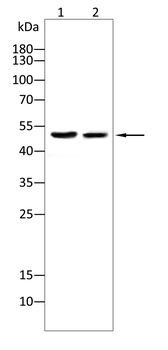 CCNB1 Antibody