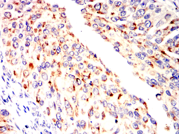 TSPO Antibody