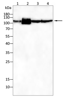 COL6A1 Antibody