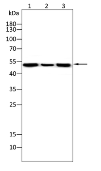 MMP12 Antibody