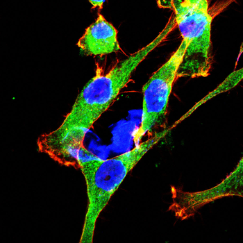 ATP1A1 Antibody