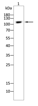 ATP1A1 Antibody