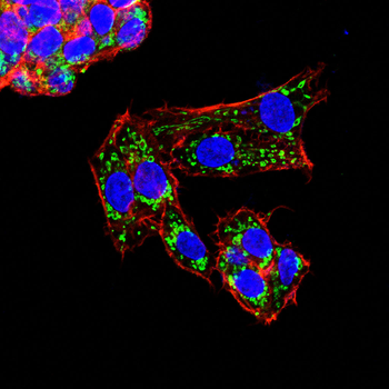IRF3 Antibody
