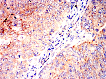 IRF3 Antibody