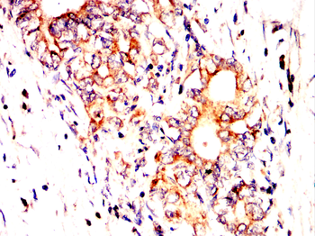 IRF3 Antibody