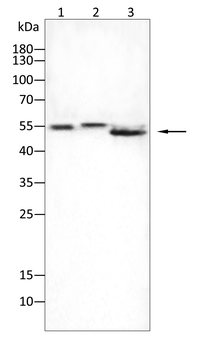IRF3 Antibody