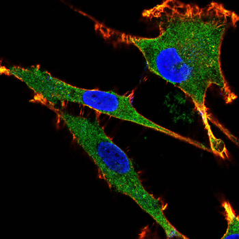 COL10A1 Antibody