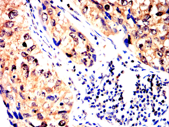 COL10A1 Antibody