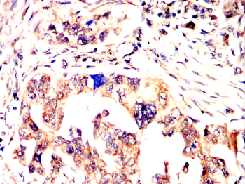 COL10A1 Antibody