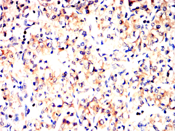 COL10A1 Antibody