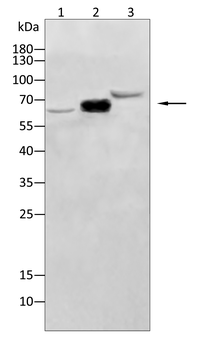 COL10A1 Antibody