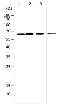 COL10A1 Antibody