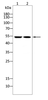VIM Antibody