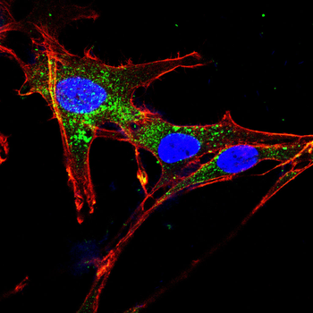 LYZ Antibody