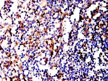 LYZ Antibody