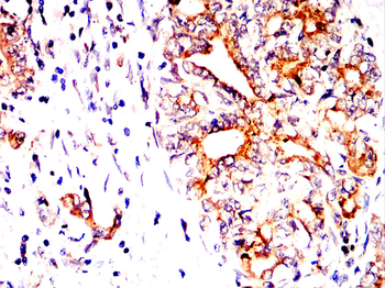 LYZ Antibody