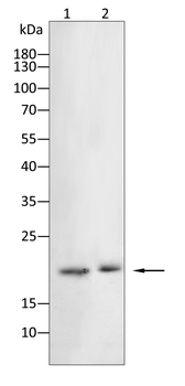LYZ Antibody
